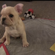 Illustration for article titled Puppy Learns Tricks That I Could Easily Do; America Rewards Mediocrity